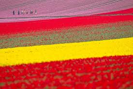Dutch tulip fields between Leiden and Haarlem